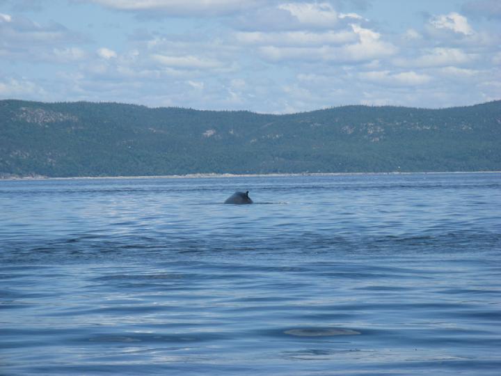 Baleines 045.JPG